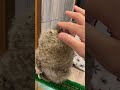 フクロウとの戯れ