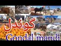 Gondal pakistan famous cattle market cow and the best quality bull munsab k hazro tv vlog attock