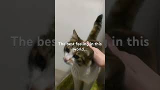 My dear. #cat #catshorts #cats #kitten #fyp #fypシ  #fypシ゚viral #keşfet #cutecat #cuteanimals