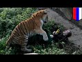 Russian zookeeper saved from tiger by quick-thinking visitors  - TomoNews