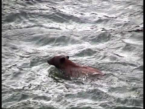 Bear goes over waterfall Yellowstone