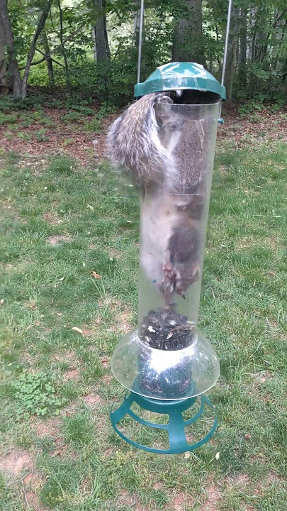 Perky Pet Squirrel Proof Bird Feeder Review
