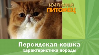 видео Персидский кот