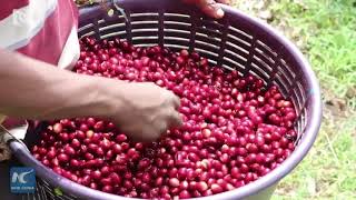 Best of Panama announces winner of 2020 competition