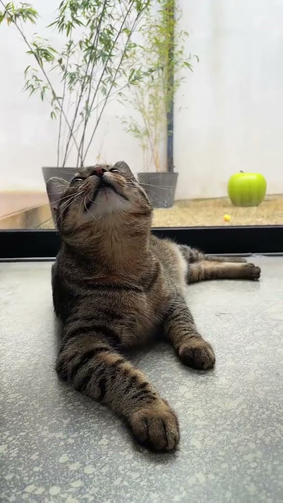 Top des vidéos très mignon