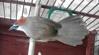 Langsung respon!!! Terapi Burung Kidangan lelet dan males bunyi
