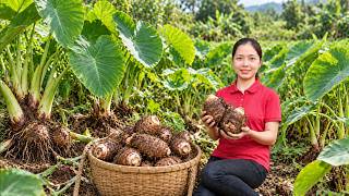 Harvesting Fresh Organic Taros 🧺 Selling Fresh Roots At Local Market | Daily Garden