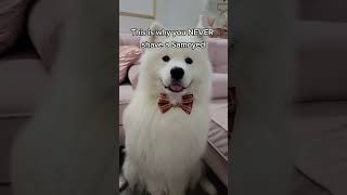 This is why you NEVER shave a double coated dog (Golden Retrievers, Samoyeds, Huskies..)