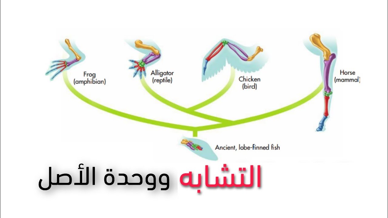 هل التشابه دليل على التطور؟ - أدلة التطور (٣)