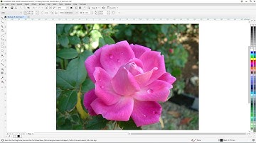 Corel Draw | Vẽ Giọt nước đọng trên cánh hoa hồng