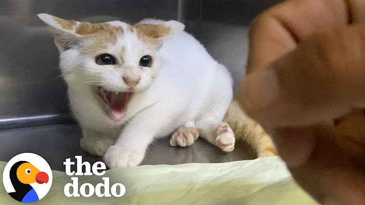"Broken" Cat Who Hissed At Her New Mom Learns To Trust | The Dodo