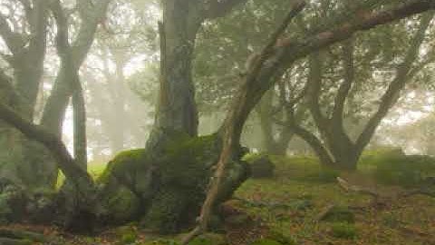 سورة عبس • أحمد العجمي |  Ahmad Al-Ajmi • Surah Abasa