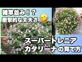 夏と言えばこれ👍ズボラさんでも大丈夫✨スーパートレニアカタリーナの育て方