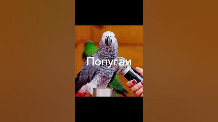 Попугаи жрут орешки 🌰 #попугайкорелла