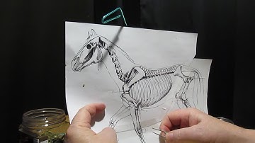Working on the Instructional DVD on Creating a Horse
