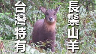 台灣唯一且特有的野生牛科動物~台灣長鬃山羊