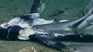 Крупный морской окунь групер проглатывает акулу