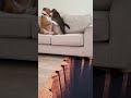 so crazy#trending #shortvideos #viral #crazy #dog #cat #baby