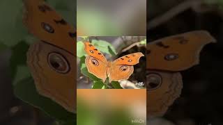 Peacock pansy butterfly