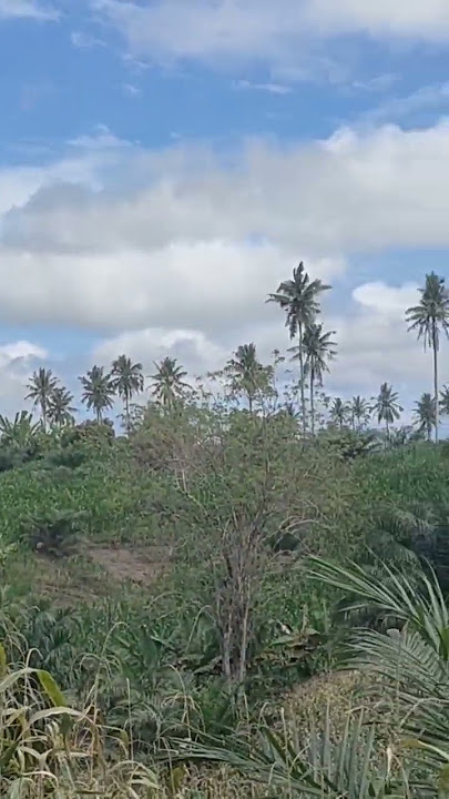 Berburu Babi Hutan Diperkebunan Jagung Warga #berburubabi