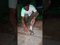 #cover #cover #snake #lifeisbutadream #dance #funny #comedy #ख़बर1इंडिया #cobra #nature #love