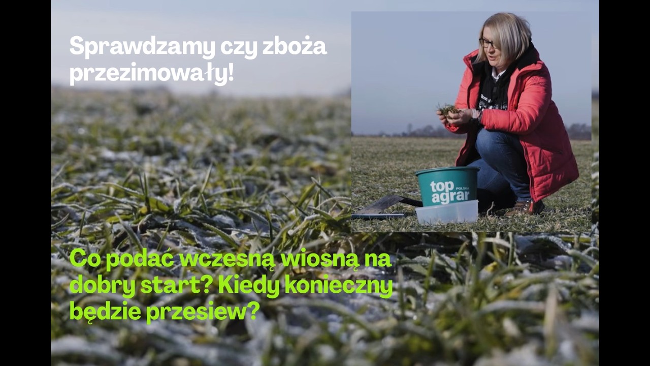 Czy zboża i rzepaki przezimowały? Jak to sprawdzić i co robić dalej?