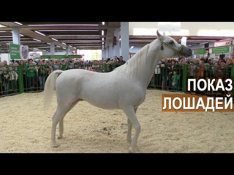Видео: Показ племенных лошадей на выставке Золотая Осень-2018.