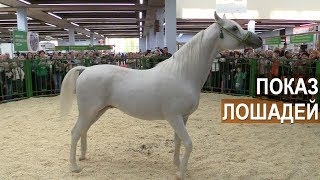 Показ племенных лошадей на выставке Золотая Осень-2018.