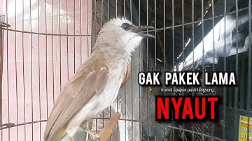 trucukan gacor TARUNG ROPEL PANJANG pancingan trucukan agar bunyi jadikan burung trucuk gacor NYAUT