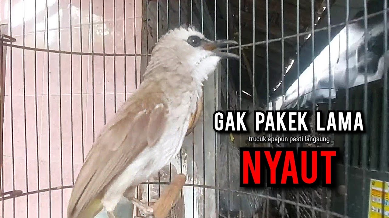 trucukan gacor TARUNG ROPEL PANJANG pancingan trucukan agar bunyi jadikan burung trucuk gacor NYAUT