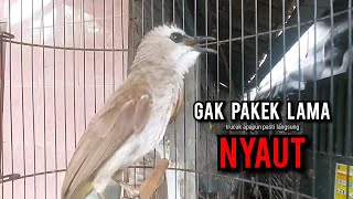 Download Lagu trucukan gacor TARUNG ROPEL PANJANG pancingan trucukan agar bunyi jadikan burung trucuk gacor NYAUT MP3 Download Lagu trucukan gacor TARUNG ROPEL PANJANG pancingan trucukan agar bunyi jadikan burung trucuk gacor NYAUT MP3