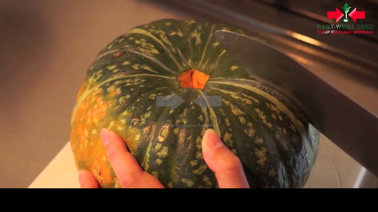 Labu : Kusuma F1, Labu Kuning Berumur Genjah