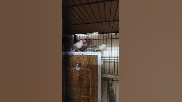 Quality Fawn Java #shorts #shortvideo