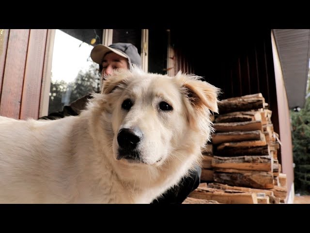 Workin at the Homestead- Scout Update-Stacking Firewood.