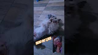 pitmonster forjadoinfluencer, filho do grande t rex do canil bkbbrabo #pitbull