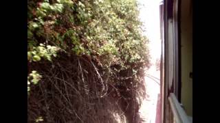 0198 🇵🇹 Águeda 🚆 CP 9630, R 5 111: Aveiro ➙ Sernada do Vouga