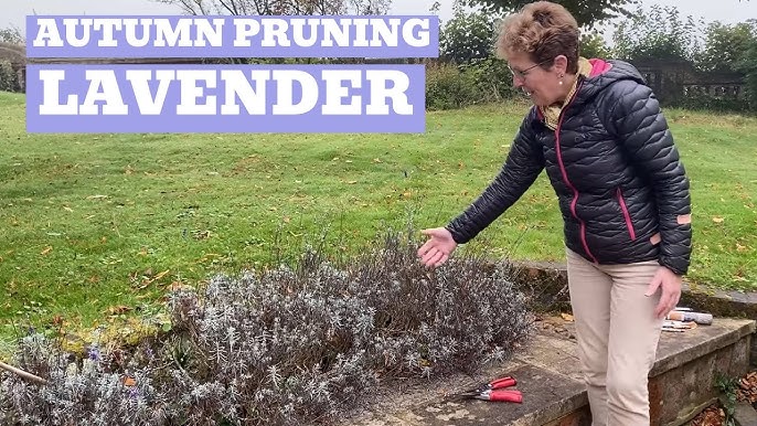 Seasonal Lavender Plant Care: Spring – Seafoam Lavender