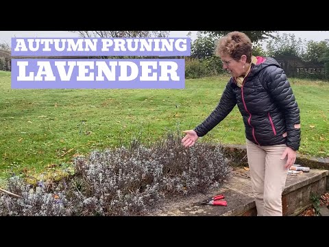 Video: Overleeft lavendel de winter?