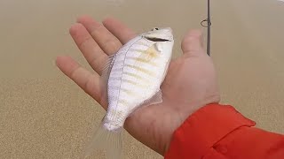 Back to Basics Surf Pan Fishin 101