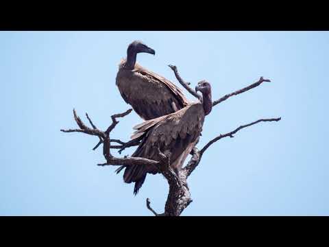 Чому грифи кружляють: за межами міфу про неминучу смерть