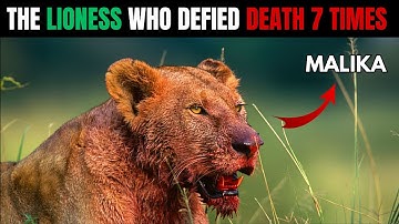 De leeuwin die 7 moordpogingen overleefde... Wetenschappers noemden haar "onsterfelijk"