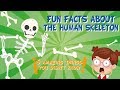 The human skeleton amazing fun facts  educationals for kids