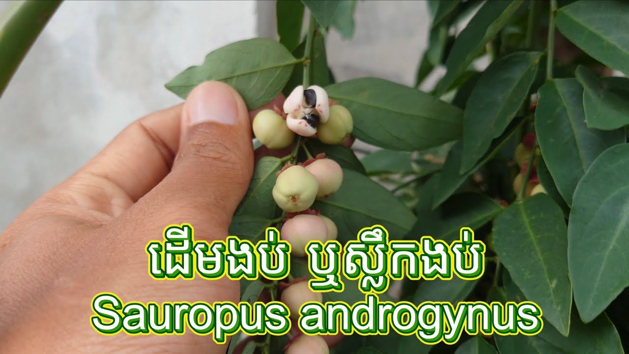 ដើមងប់ ឬស្លឹកងប់ ជារុក្ខជាតិម្យ៉ាងដែលមានអត្ថប្រយោជន៍ច្រើន - Sauropus Androgynous Plan & its benefits