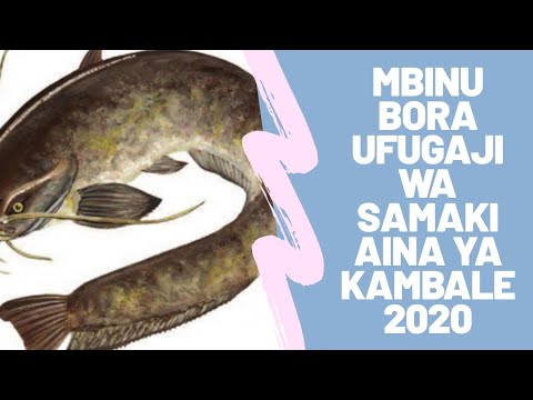 Video: Kwa Nini Samaki Ni Muhimu?