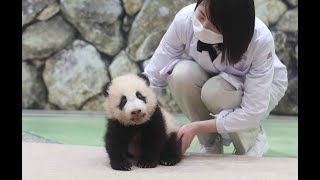 赤ちゃんパンダを公開・和歌山白浜町