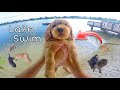 TEACHING PUPPIES HOW TO SWIM !