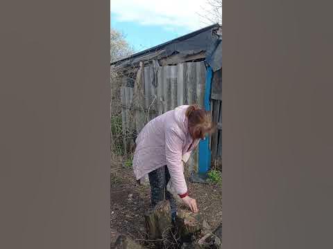 Мицелий что это? - YouTube