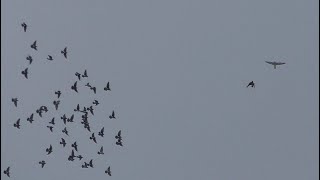 28.12.20 Атака взрослого Тетеревятника по сизарям | Goshawk attacks on wild pigeons