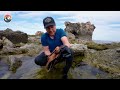 New Species of Octopus! (Incredibly Smart!)