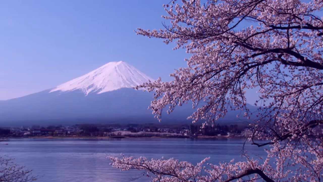 桜と富士山 日本花旅 河口湖畔 Cherry Blossoms Mt Fuji 4k Youtube